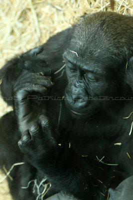 543 Visite du zoo parc de Beauval MK3_7205_DxO WEB.jpg