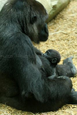 544 Visite du zoo parc de Beauval MK3_7209_DxO WEB.jpg