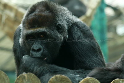 547 Visite du zoo parc de Beauval MK3_7215_DxO WEB.jpg