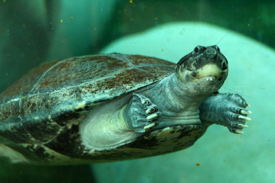 569 Visite du zoo parc de Beauval MK3_7248_DxO WEB.jpg