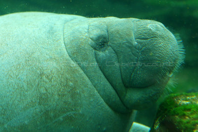 575 Visite du zoo parc de Beauval MK3_7257_DxO WEB.jpg