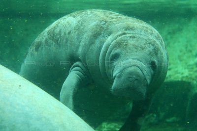 576 Visite du zoo parc de Beauval MK3_7259_DxO WEB.jpg