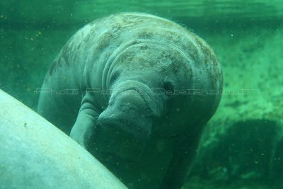 577 Visite du zoo parc de Beauval MK3_7260_DxO WEB.jpg