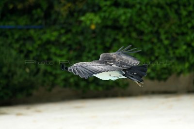 615 Visite du zoo parc de Beauval MK3_7344_DxO WEB.jpg