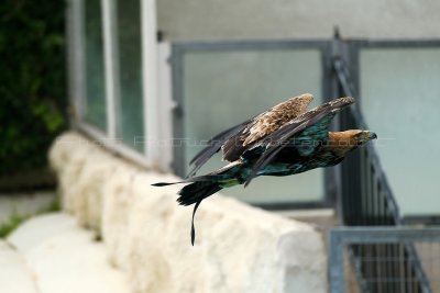 635 Visite du zoo parc de Beauval MK3_7417_DxO WEB.jpg