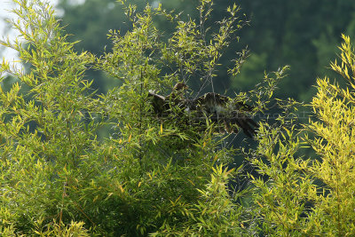 644 Visite du zoo parc de Beauval MK3_7435_DxO WEB.jpg