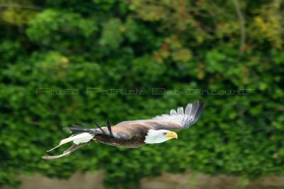 652 Visite du zoo parc de Beauval MK3_7448_DxO WEB.jpg