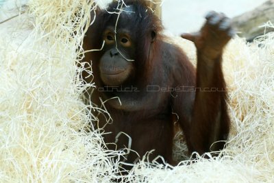 732 Visite du zoo parc de Beauval MK3_7586_DxO WEB.jpg