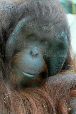 733 Visite du zoo parc de Beauval MK3_7589_DxO WEB.jpg