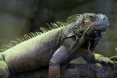 740 Visite du zoo parc de Beauval MK3_7599_DxO WEB.jpg