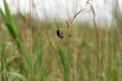 MK3_6155_DxO WEB.jpg
