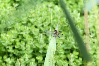 MK3_6164_DxO WEB.jpg