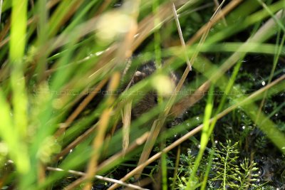 MK3_6302_DxO2 WEB.jpg