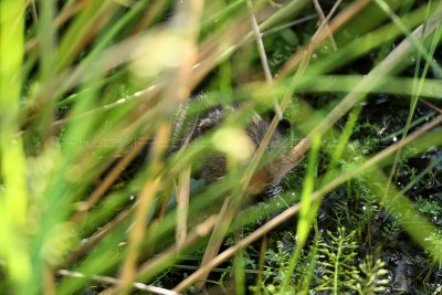 MK3_6305_DxO2 WEB.jpg