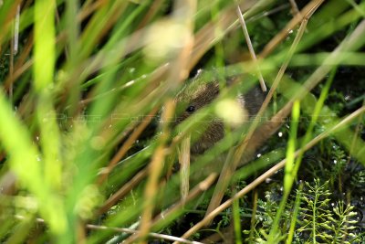 MK3_6307_DxO2 WEB.jpg