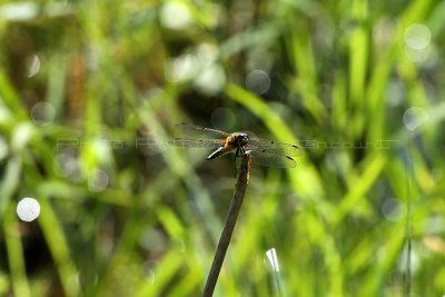 MK3_6331_DxO2 WEB.jpg