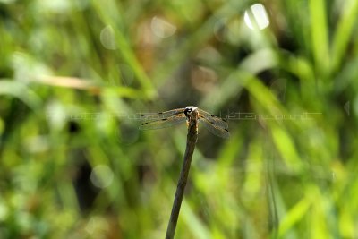 MK3_6336_DxO2 WEB.jpg