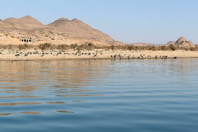 1883 Vacances en Egypte - MK3_0781_DxO WEB2.jpg