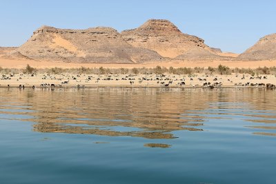 1886 Vacances en Egypte - MK3_0784_DxO WEB2.jpg
