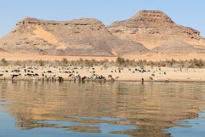 1887 Vacances en Egypte - MK3_0785_DxO WEB2.jpg