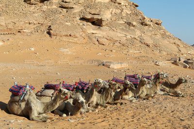 2064 Vacances en Egypte - MK3_0962_DxO WEB2.jpg