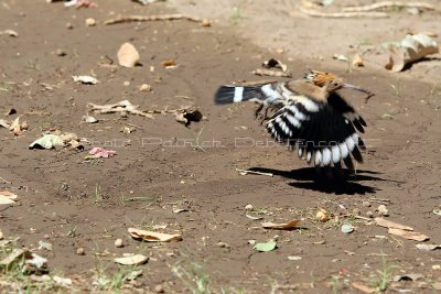 2970 Vacances en Egypte - MK3_1891_DxO WEB.jpg