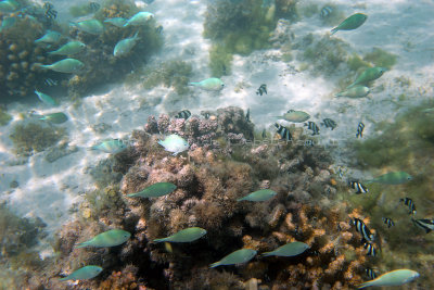 2 weeks on Mauritius island in march 2010 - 2437IMG_2366_DxO WEB.jpg