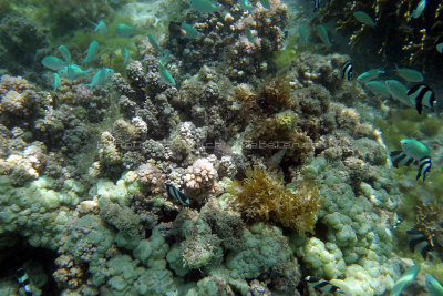 2 weeks on Mauritius island in march 2010 - 2444IMG_2381_DxO WEB.jpg
