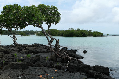 2 weeks on Mauritius island in march 2010 - 2015MK3_1227_DxO WEB.jpg