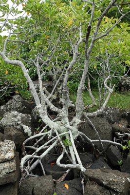 2 weeks on Mauritius island in march 2010 - 2020MK3_1232_DxO WEB.jpg