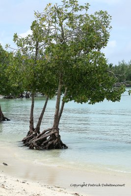 2 weeks on Mauritius island in march 2010 - 2045MK3_1259_DxO WEB.jpg