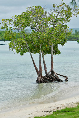 2 weeks on Mauritius island in march 2010 - 2056MK3_1272_DxO WEB.jpg