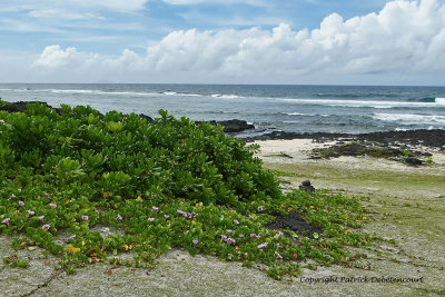 2 weeks on Mauritius island in march 2010 - 2067MK3_1283_DxO WEB.jpg