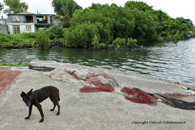 2 weeks on Mauritius island in march 2010 - 2114MK3_1336_DxO WEB.jpg