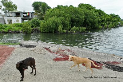 2 weeks on Mauritius island in march 2010 - 2115MK3_1337_DxO WEB.jpg