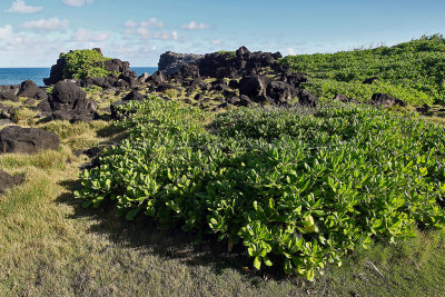 2 weeks on Mauritius island in march 2010 - 3080MK3_2109_DxO WEB.jpg