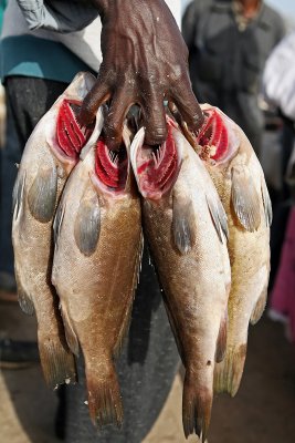 Dakar - Dcouverte du march au poissons de Soumbdioune et retour des pcheurs