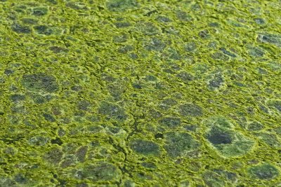 Visite du parc du chteau de Courances dans l'Essonne