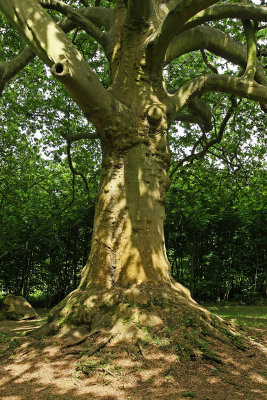 Visite du parc du chteau de Courances dans l'Essonne