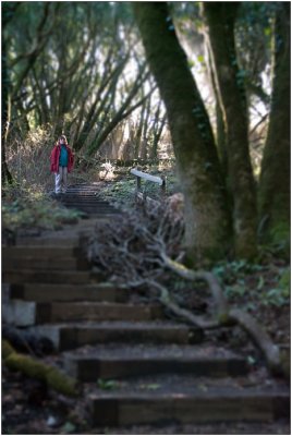 Hike: Mt. Tamalpais, Dipsea Trail, Dec. 2008