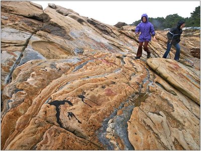 Point Lobos, Feb. 2008