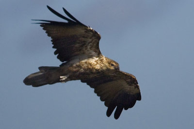 Hawk ?... or Eagle?
