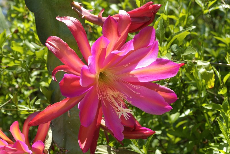 Cactus orchid.JPG