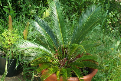 Sago King Palm.JPG