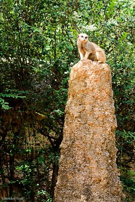 The Guardian