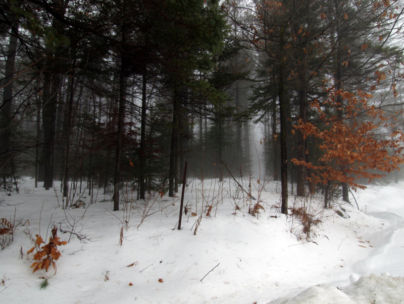 Winter in the forest/ El bosque duerme