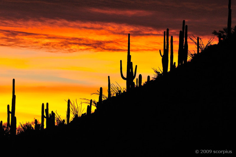 Saguaro Sunset