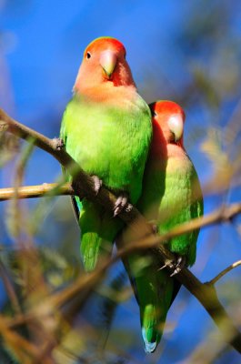 Gilbert Riparian Preserve