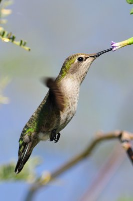 Hummingbird