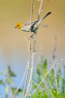 Gilbert Riparian Preserve